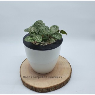 Tanaman hias Fittonia dengan pot self watering | Shopee