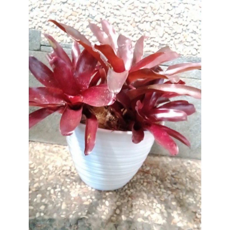 bromelia merah mini