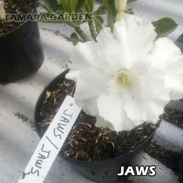 

bibit kamboja adenium JAWS