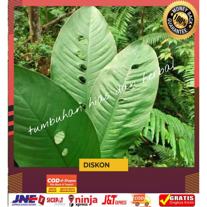 Tanaman Hias Duda Bolong/Bibit Tanaman Duda Bolong/Tanaman Hias Raphidophora Foraminifera Jumbo