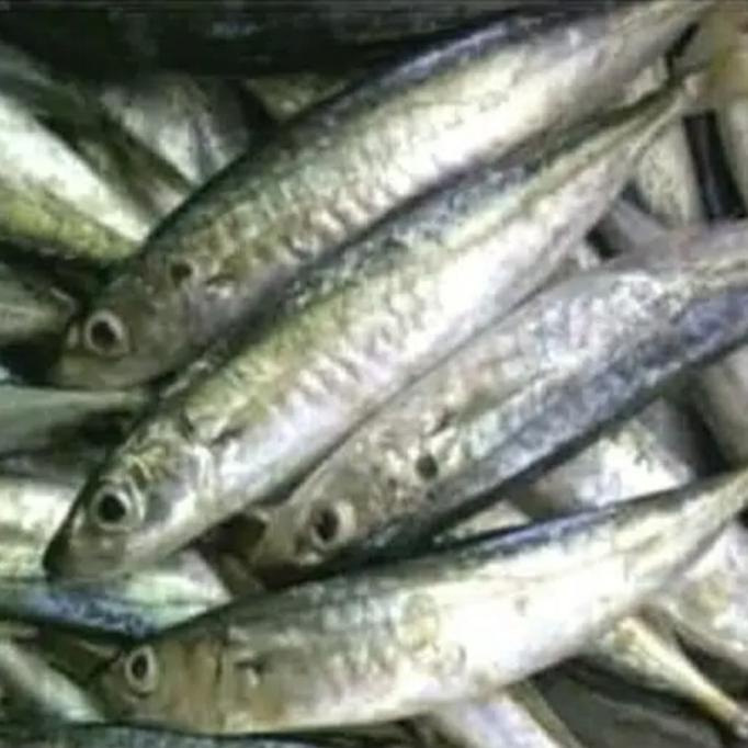 

[COD] ikan basah layang 500 gram [COD]