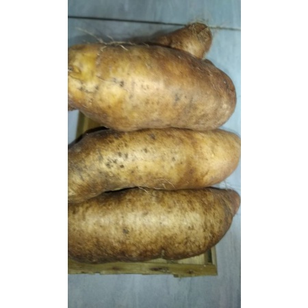 

5KG UBI GEMBILI / UBI UWI