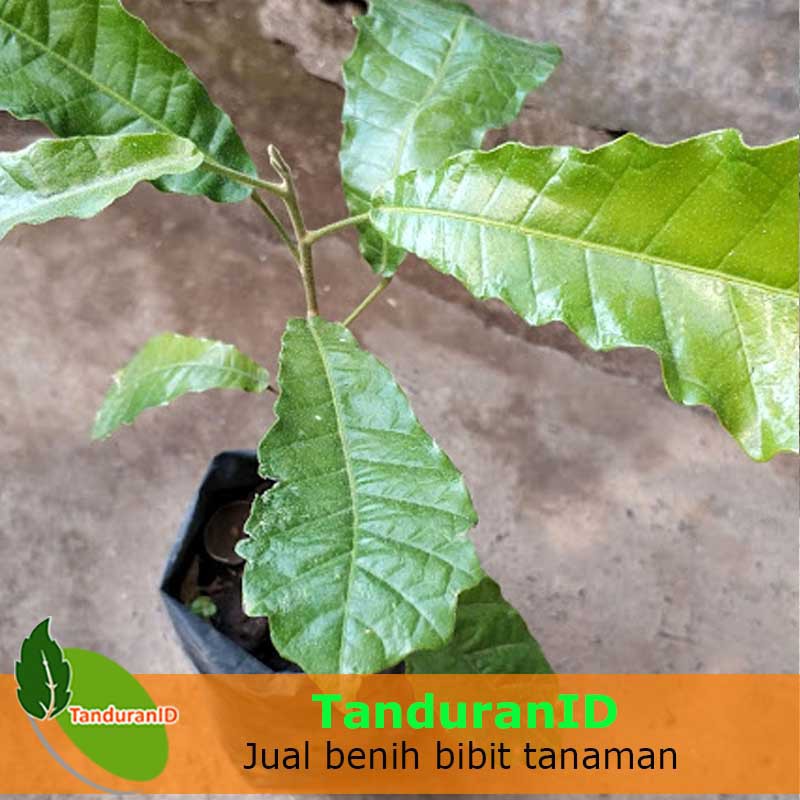 Tanaman Obat Sanrego