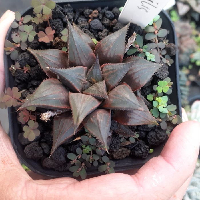 Coklat Import - Haworthia Coklat Import 02