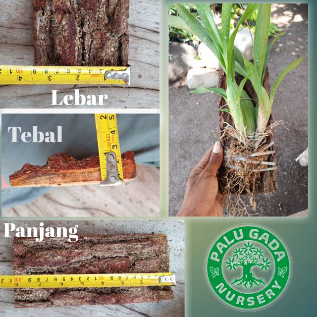 Papan kayu kulit pinus media tanam anggrek