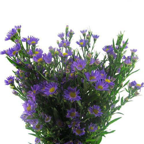 BUNGA PIKOK PEACOCK ASLI - UNGU - VAS BUNGA POTONG