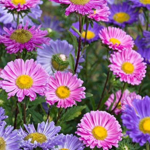 Bibit Benih Biji Bunga Single Mixed China Aster Flower - Biji Tanaman Pohon Mix Bunga Aster Mix -COD