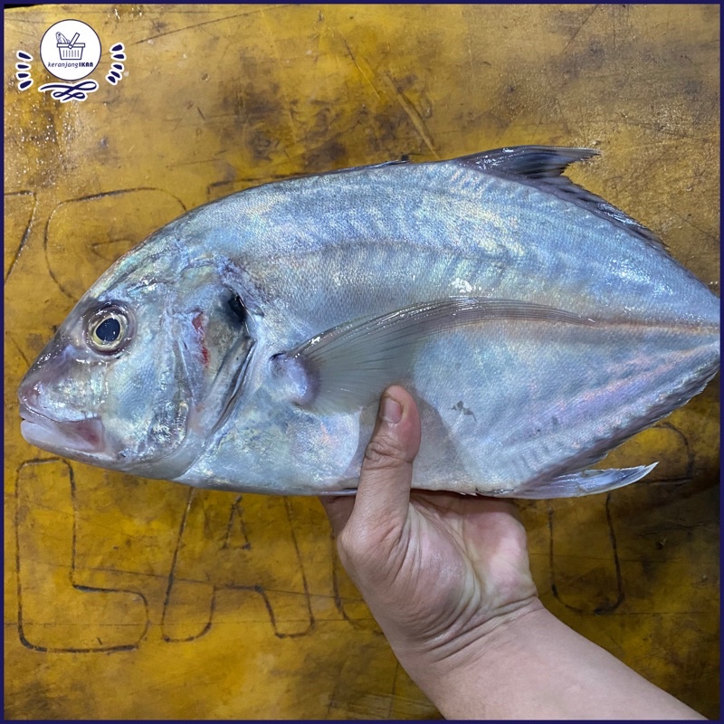 

Ikan Kuwe Gepeng Segar 1kg