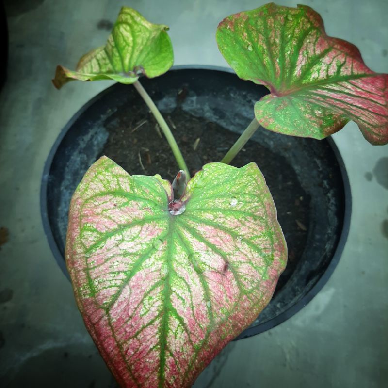 Caladium Infinity