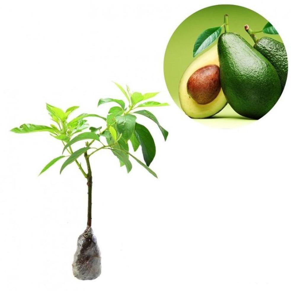 Grosir Tanaman Buah Alpukat Mentega *_@