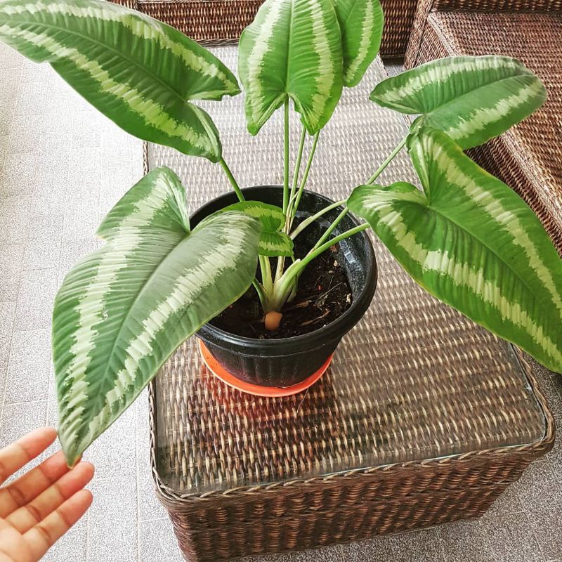 Tanaman hias Homalomena Andromeda - Homalomena Andromeda.