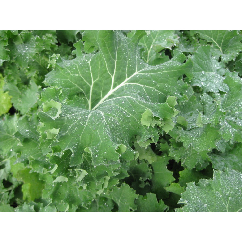 Benih Bibit Biji - Kale Borecole Siberian Dwarf Seeds - IMPORT