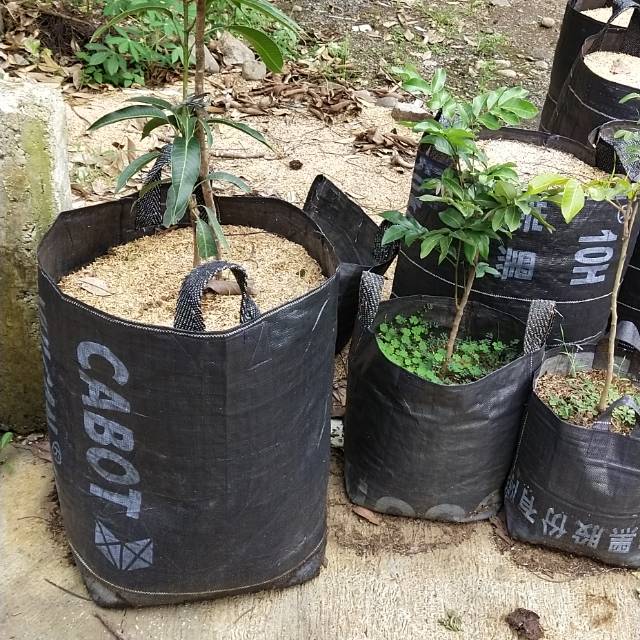 Produk THE GREENERY SHOP Shopee Indonesia