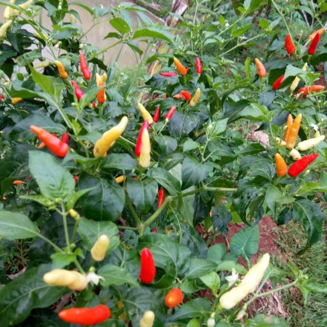 

CABE RAWIT SUPER