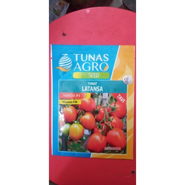 Benih Unggul Tomat Latansa-Tunas Agro