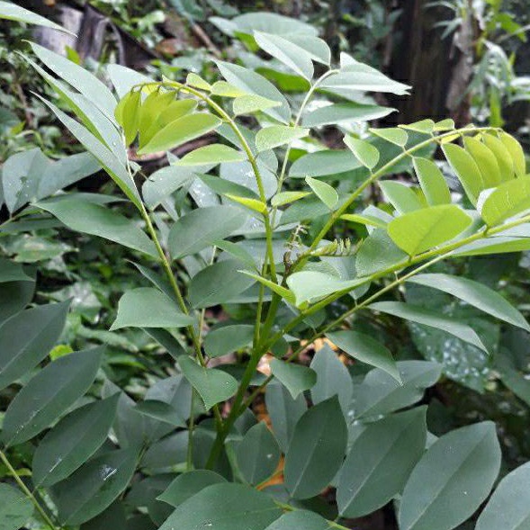 

250 gr DAUN Gamal herbal fresh / daun cleresede segar / daun joar putih ( Gliricidia sepium )