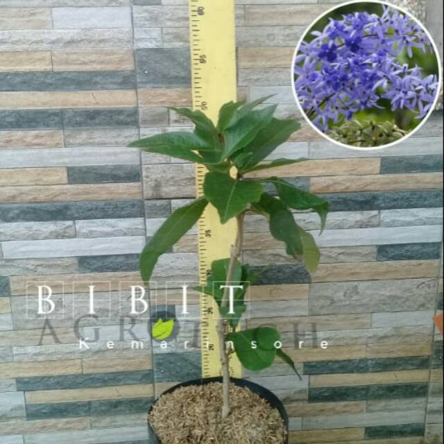 Bibit Petrea Biru/ Bunga Patrea Biru/Blue Patrea Petrea Volubilis