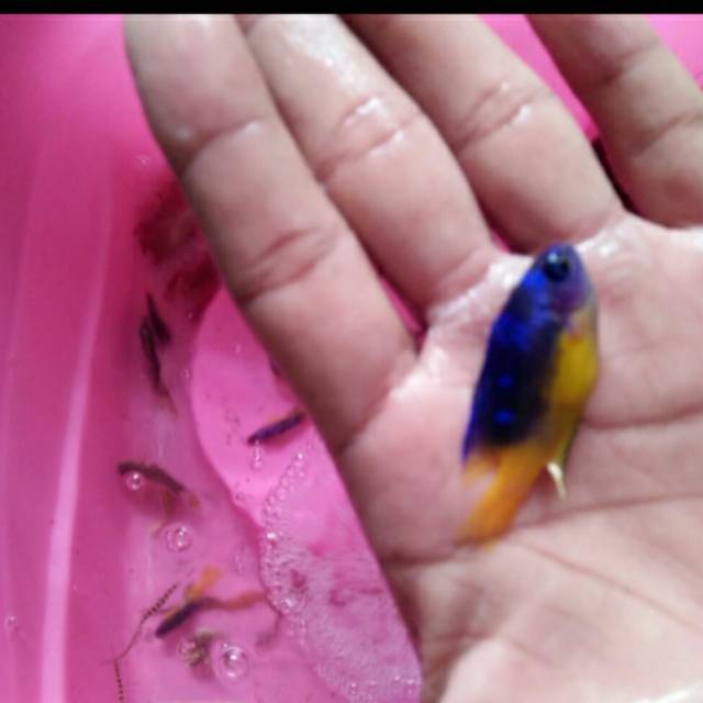 Ikan Podangan