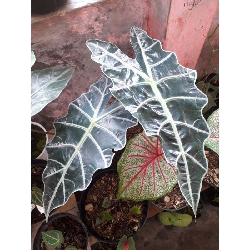 alocasia amazon