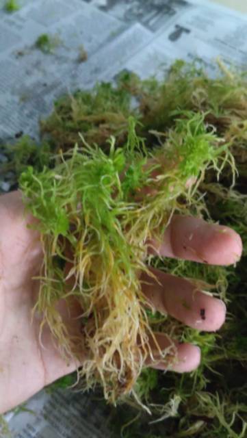 Sphagnum moss hidup 1kg