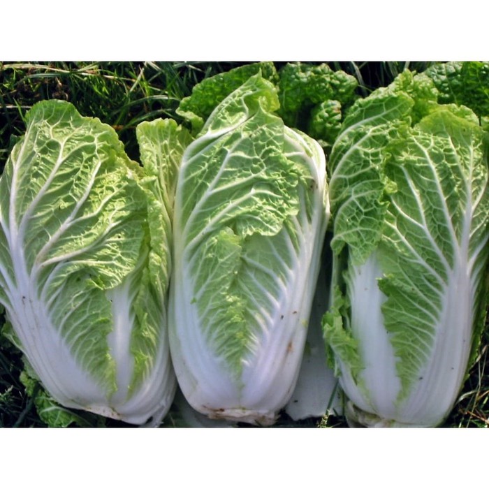 Benih Sayur Sawi putih (Isi 10 Butir) benih sawi putih