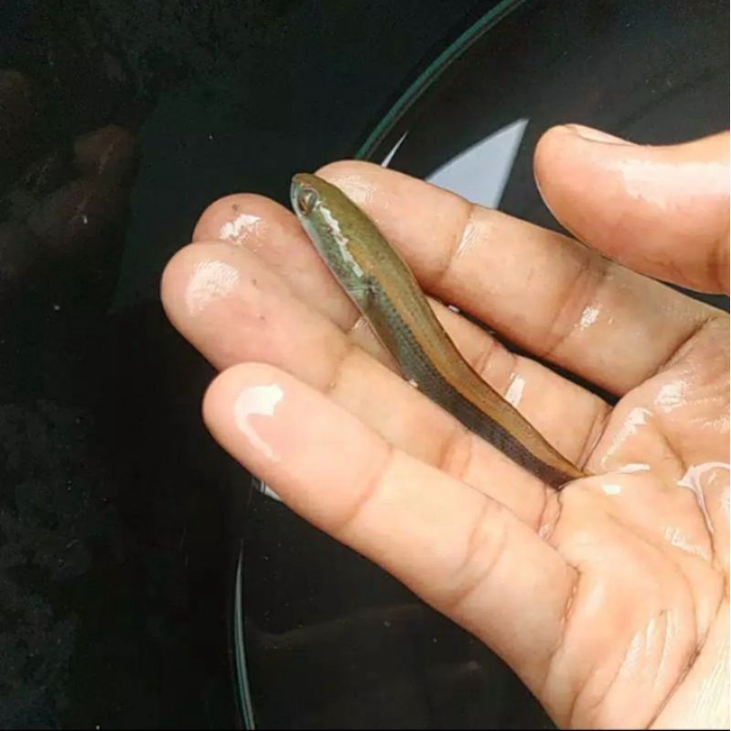 ikan channa maru yellow