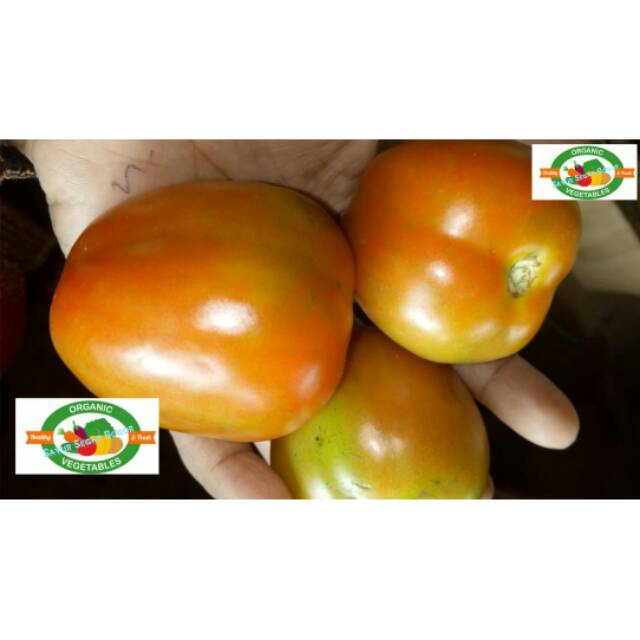 

Tomat per 1Kg