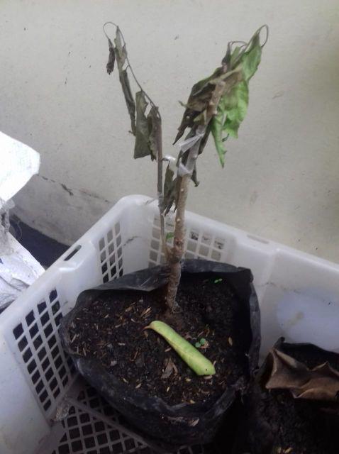 Bibit Tanaman Plum Australia Plum Ausy