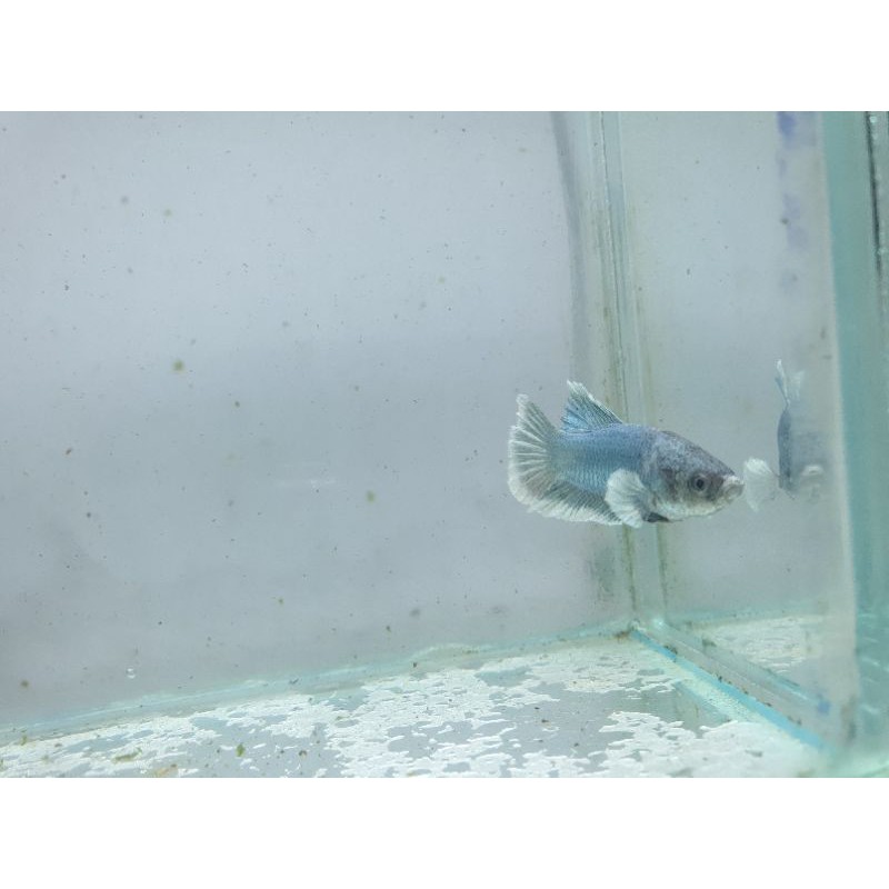 cupang cooper big ear