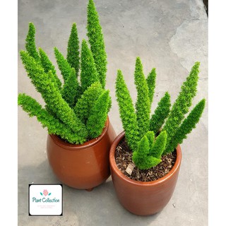 TANAMAN HIAS ASPARAGUS  DENSIFLORUS EKOR  TUPAI  Shopee 