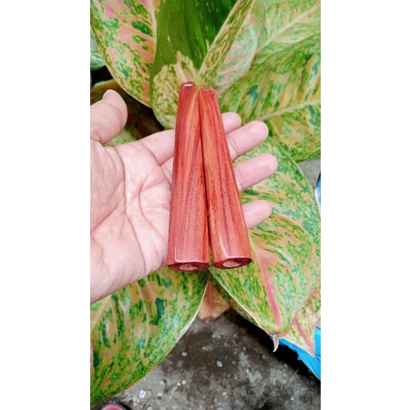pipa rokok nagasari // once nagasari 12cm