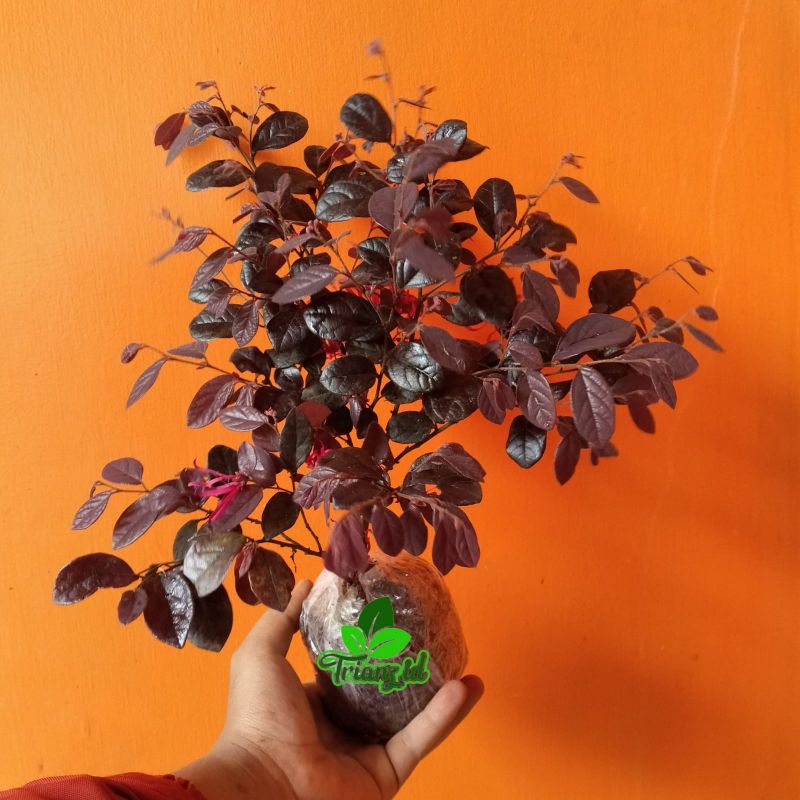 tanaman hias serut merah