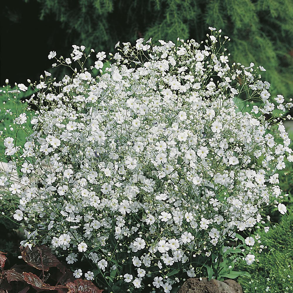 PlantaSeed - 20 Seeds - Gypsophila Benih Bibit Biji Bunga - PAS0200