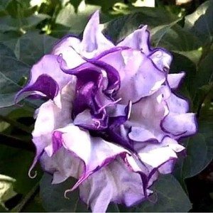 Bibit tanaman adenium bunga ungu bonggol besar bahan bonsai kamboja jepang