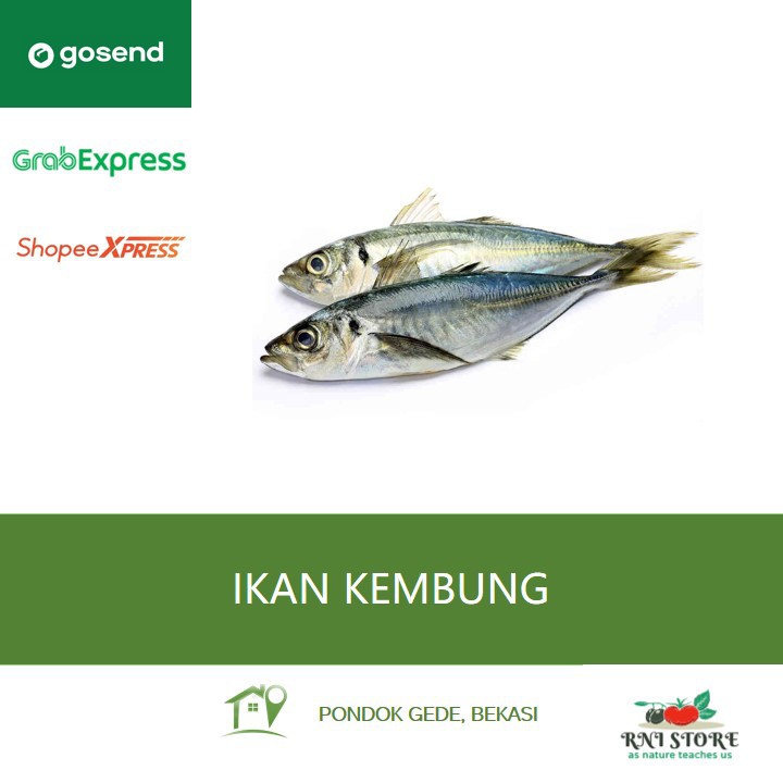 

Ikan Laut - Ikan Kembung Segar 500 gram 1 kg