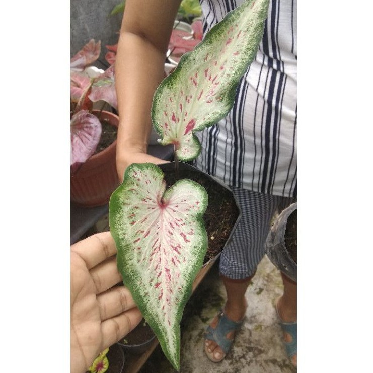 Keladi Pink Ratana