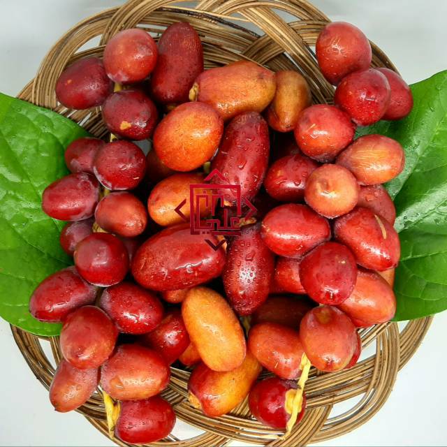 

Kurma muda merah promil fresh ruthob mengkel gratis testpack
