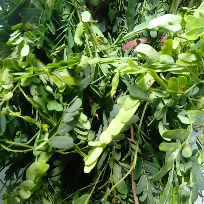 

Daun Sinom Asam Jawa segar