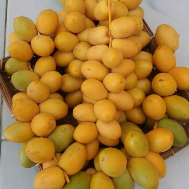 

Kurma muda kuning