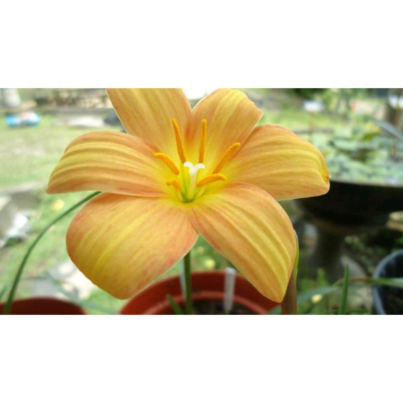 umbi Rainlily Golden manggo bibit umbi bunga bakung import rain lily impor Amaryllis amarilis