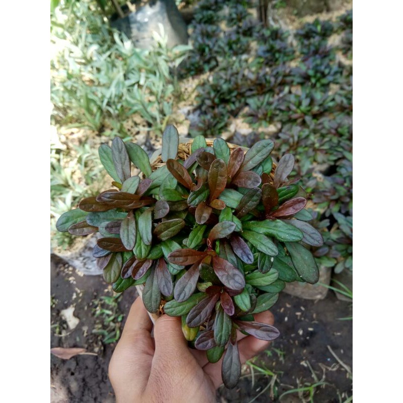 Ajuga reptans Chocolate Chip /hiasan taman rumput ajuga /rumput ayoga/rumput ungu/rumput ayoga mini