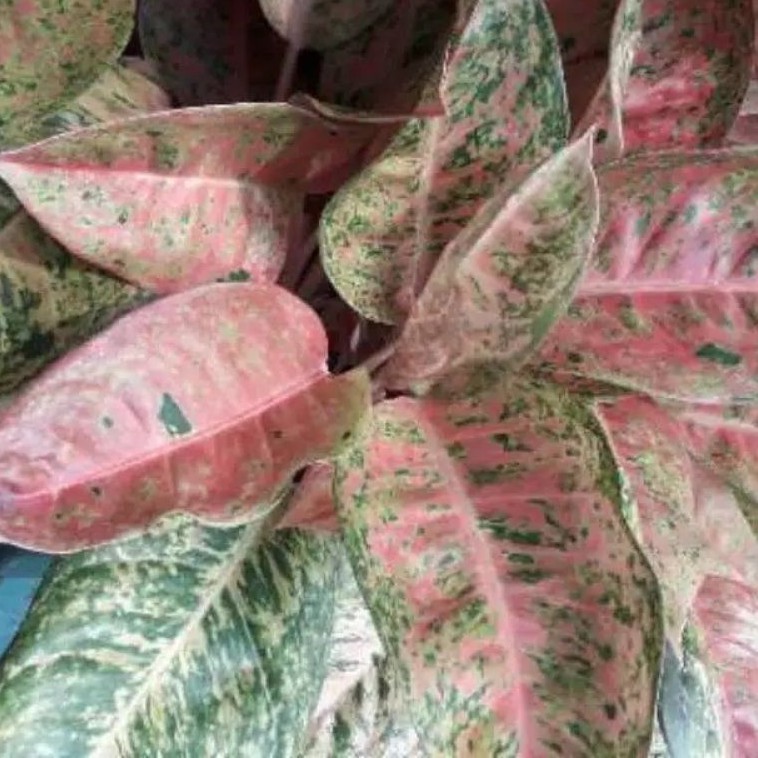 AGLONEMA BIG ROY INDUKAN JUMBO DAUN 10+ /BUNGA AGLONEMA INDUKAN RIMBUN/AGLONEMA BIG ROY MURAH