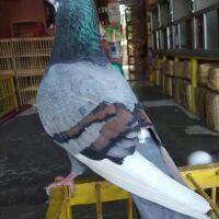 Shopee Indonesia Buy And Sell On Mobile Or Online Best