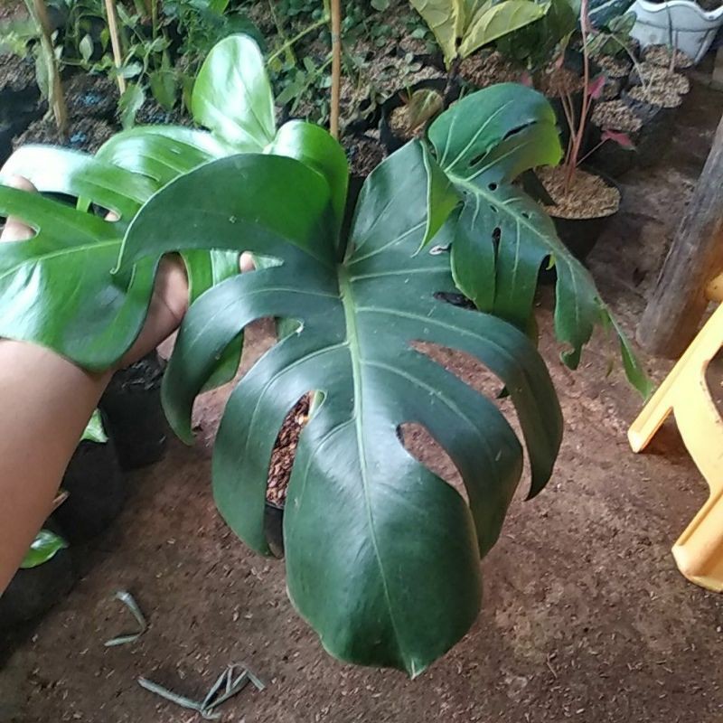 pohon philodendron monstera deliciosa