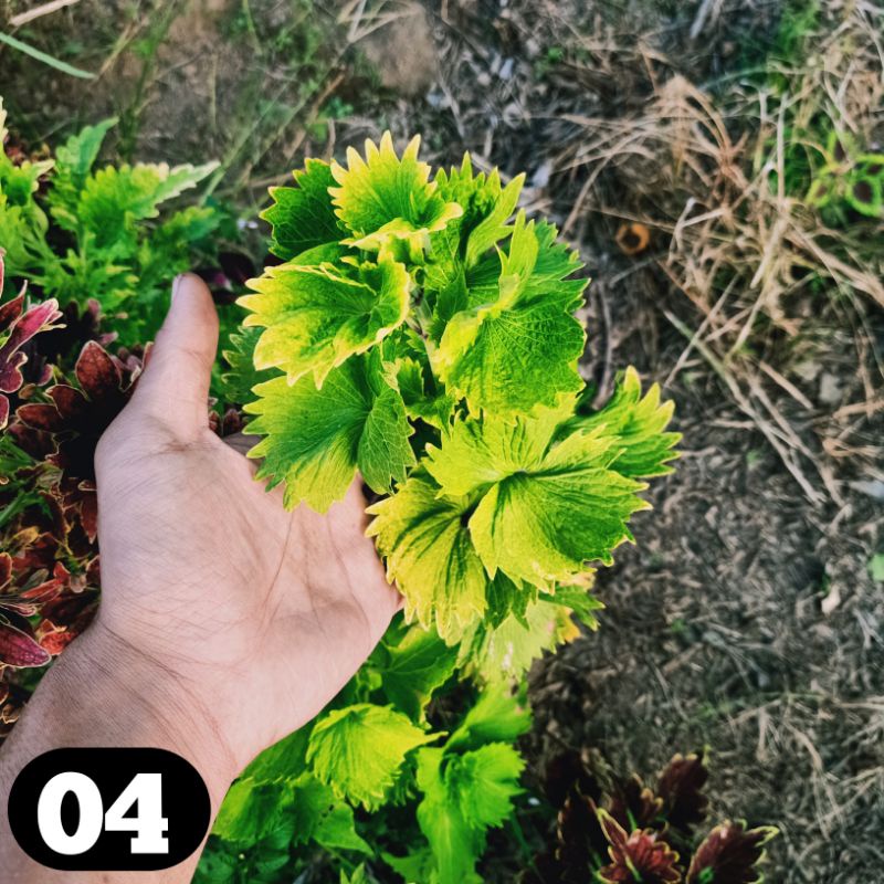 miana coleus jawer kotok iler tanama hias murah bunga miana premium langka miyana miana sultan