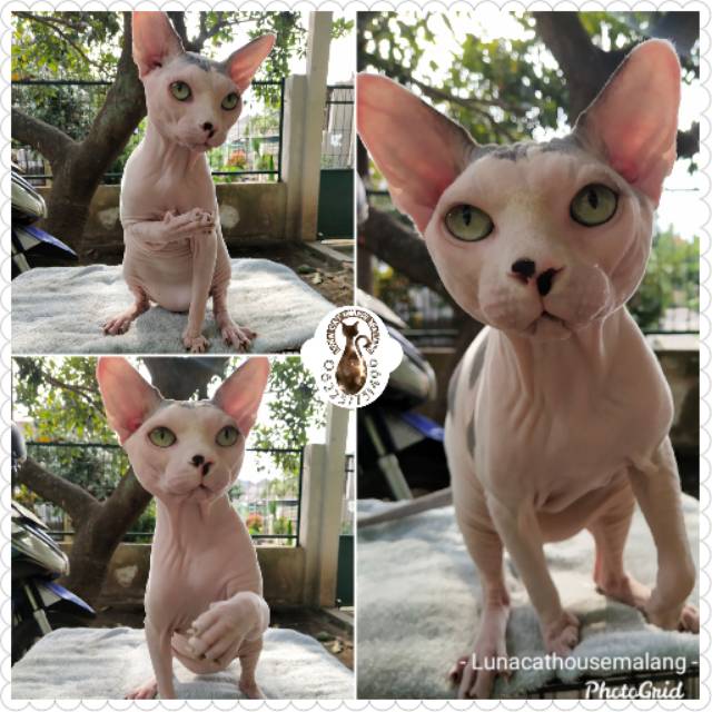 Kucing sphynx  Shopee Indonesia