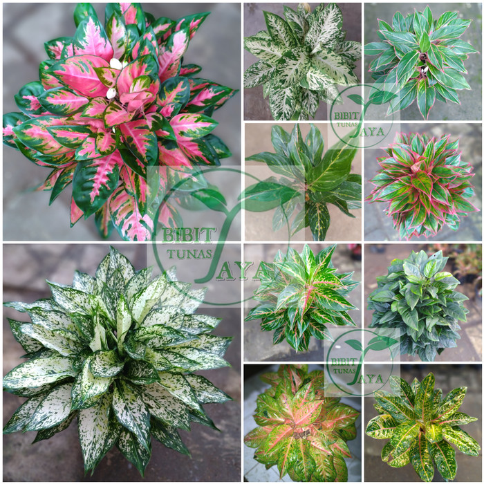 PROMO READY STOK Paket Tanaman Bunga hias aglonema 11 macam