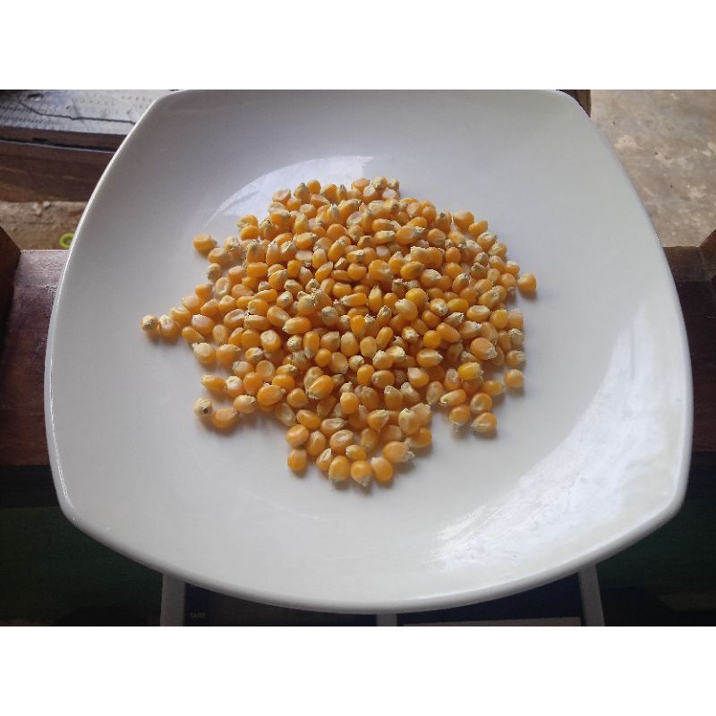 

JAGUNG POPCORN MENTAH 100 gr