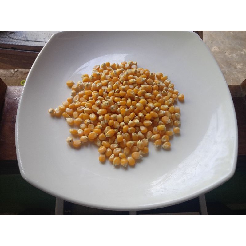 Jual Jagung Popcorn Mentah Gr Indonesia Shopee Indonesia