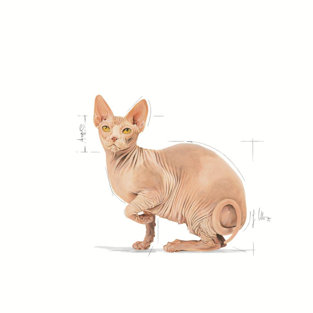 Royal Canin Sphynx 2kg Makanan Kucing Khusus Sphynx